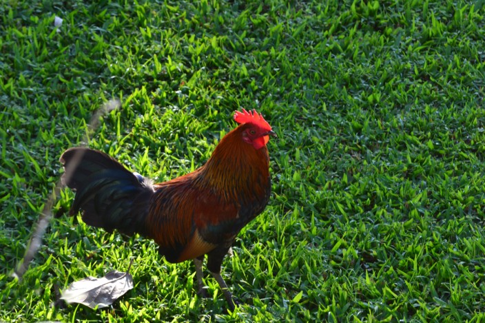 Our friendly neighborhood rooster